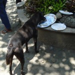Dogs have the right to party, too. Taken at a clan gathering in Luna, Apayao. The host probably had a million guests. I'm such a dodo on crowd estimates.