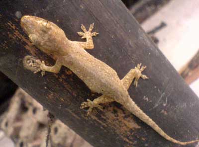 Gecko on house post