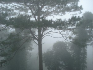 Pine groves of Baguio City