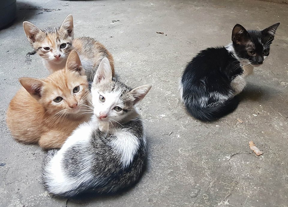 Four cats in the yard