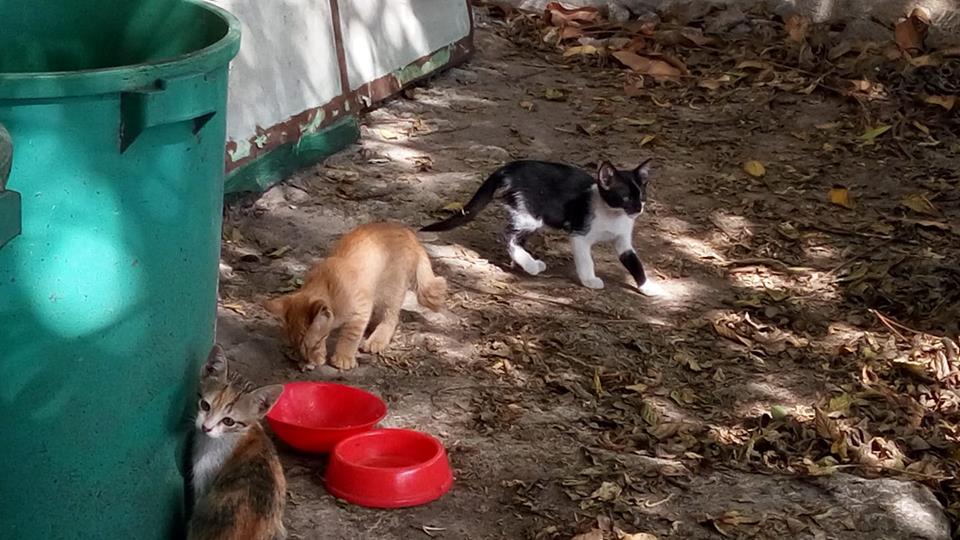 Three cats in the yard